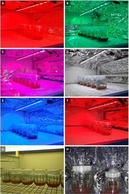 Growth, photosynthetic function, and stomatal characteristics of Persian walnut explants in vitro under different light spectra